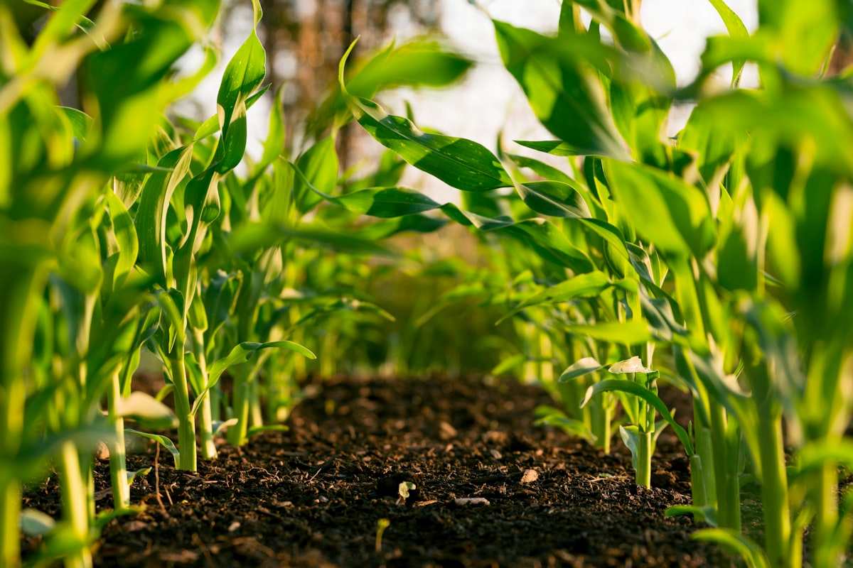 Sustainable Agriculture and Food Production