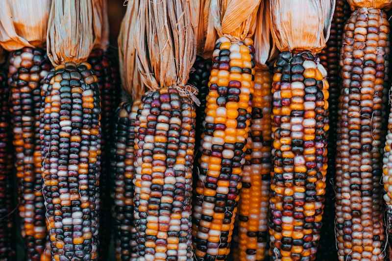 Sacred Seed Preservation Program